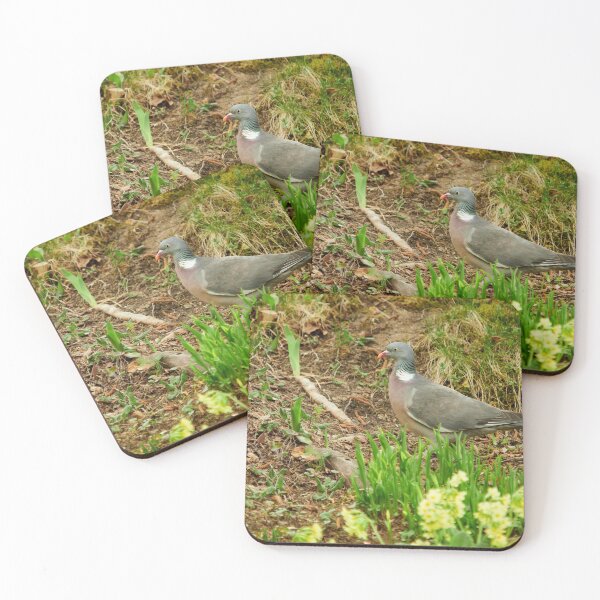 Item preview, The time of the cowslip primroses. Common wood pigeon designed and sold by Jouko Lehto Photography.