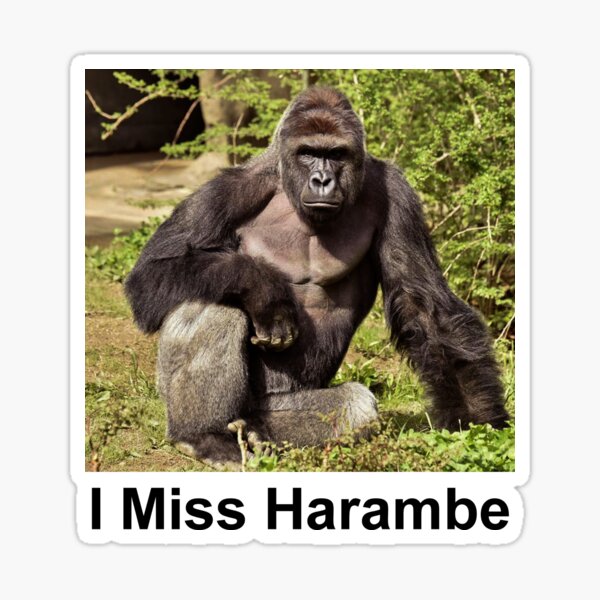 Harambe, Advance, gorilla, Giphy, hashtag, Leash, Internet meme