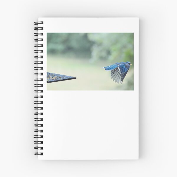 Item preview, Bluejay in flight designed and sold by Laurie Minor.