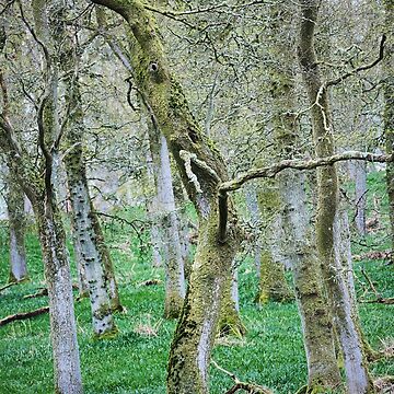 Artwork thumbnail, Around Kinclaven (2): Bluebell Woods by ShinyPhoto