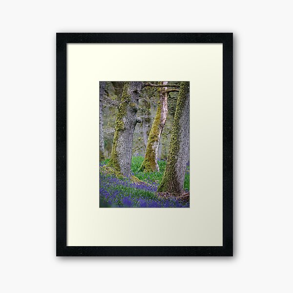 Around Kinclaven (4): Bluebells Framed Art Print