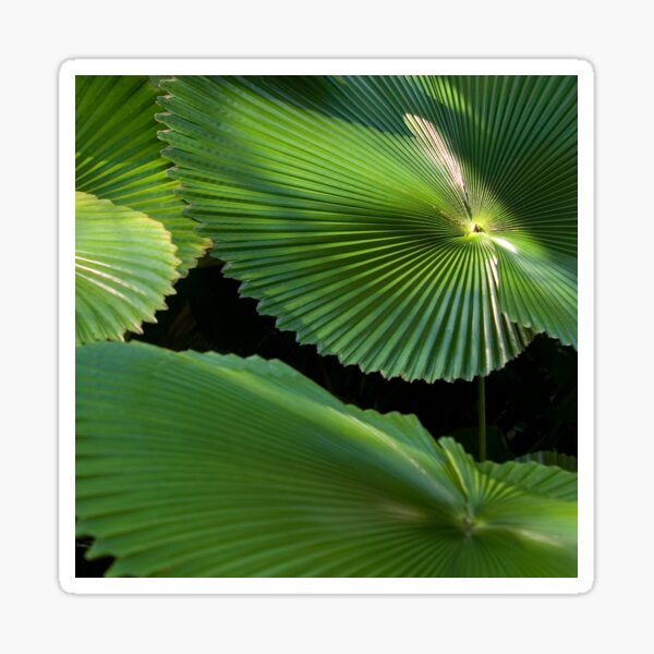 Radial Charm (Licuala Cordata Palm, FNQ) Sticker