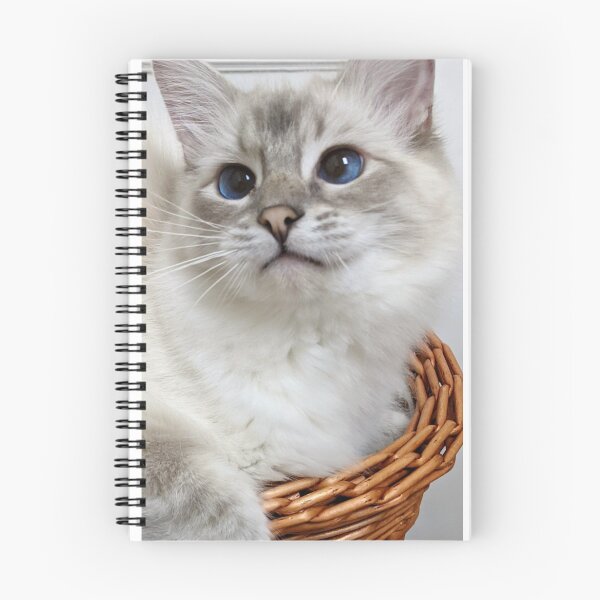 Item preview, Copy of Saoirse the lynx ragdoll princess designed and sold by Fluffycat2020.