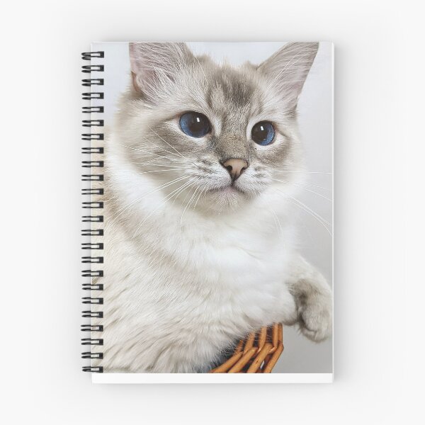 Item preview, Copy of Saoirse the lynx ragdoll princess designed and sold by Fluffycat2020.