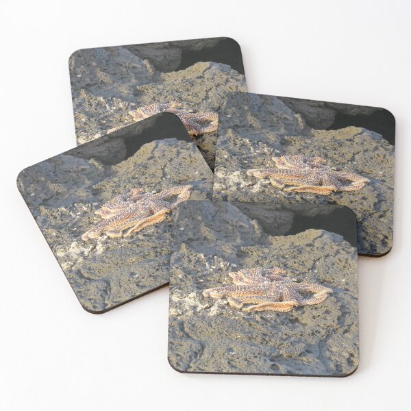 Item preview, Seastar on the rocks designed and sold by greentiger1.