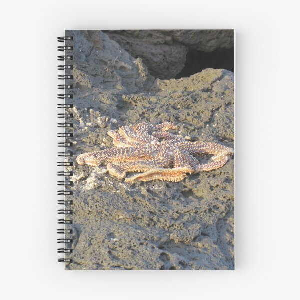 Item preview, Seastar on the rocks designed and sold by greentiger1.