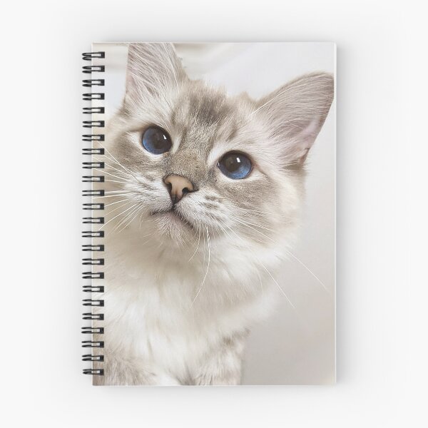Item preview, Copy of Saoirse the lynx ragdoll princess designed and sold by Fluffycat2020.