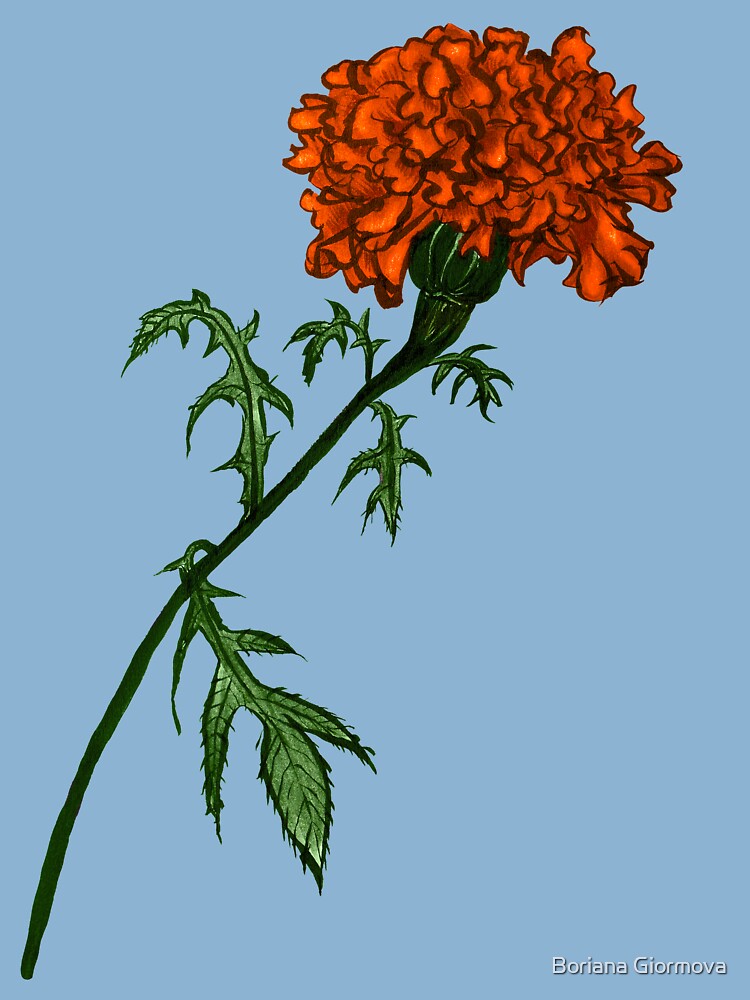 How To Draw Realistic Genda Phool Marigold Flowers Step by Step - YouTube