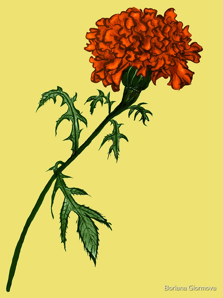 Premium Vector | Vintage marigold drawing outline marigold drawing simple  marigold line drawing hand painting