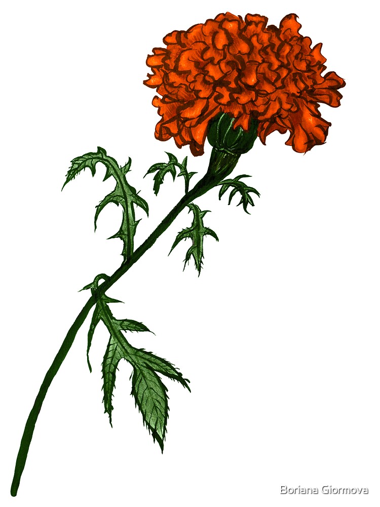 Marigold