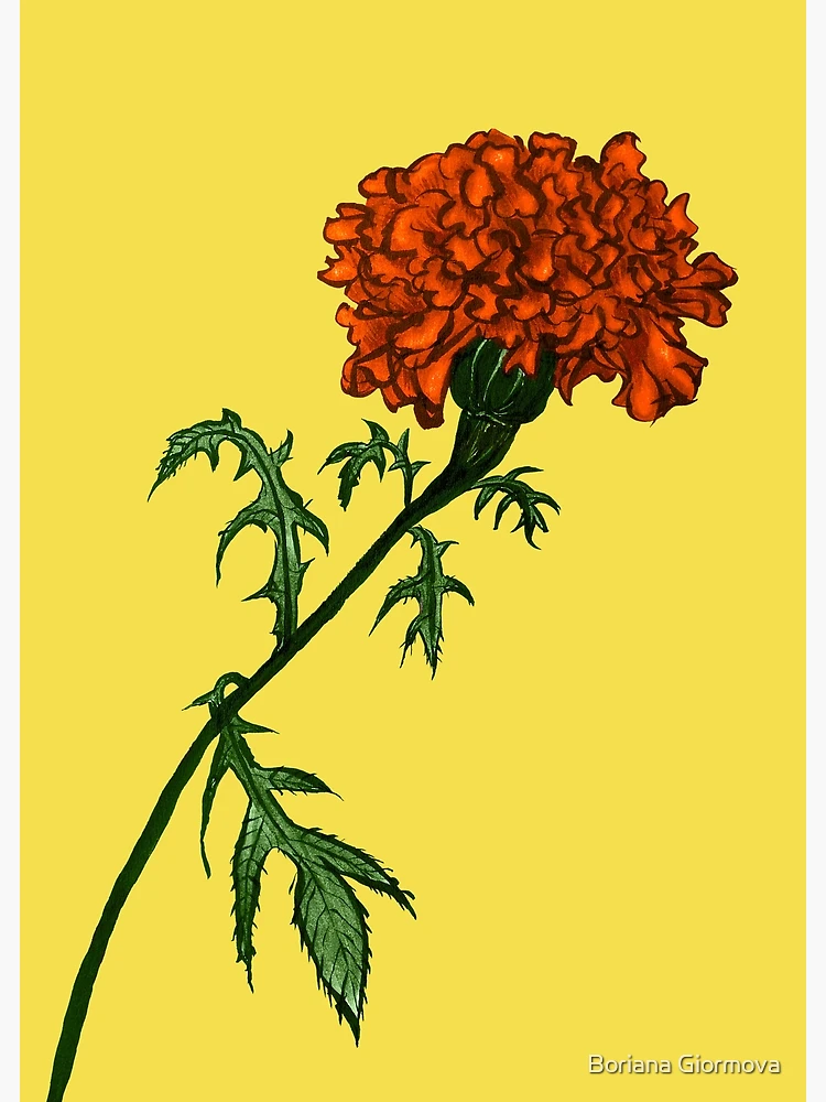 Marigold Flower Hand Draw Vintage Style Stock Vector (Royalty Free)  1373245901 | Shutterstock