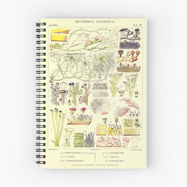 Item preview, Lichen - Essai sur les cryptogames - Botanical Illustration designed and sold by chimakingthings.