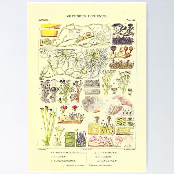 Item preview, Lichen - Essai sur les cryptogames - Botanical Illustration designed and sold by chimakingthings.