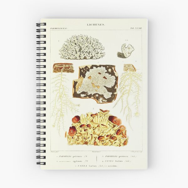 Item preview, Lichen 2 - Essai sur les cryptogames - Botanical Illustration designed and sold by chimakingthings.