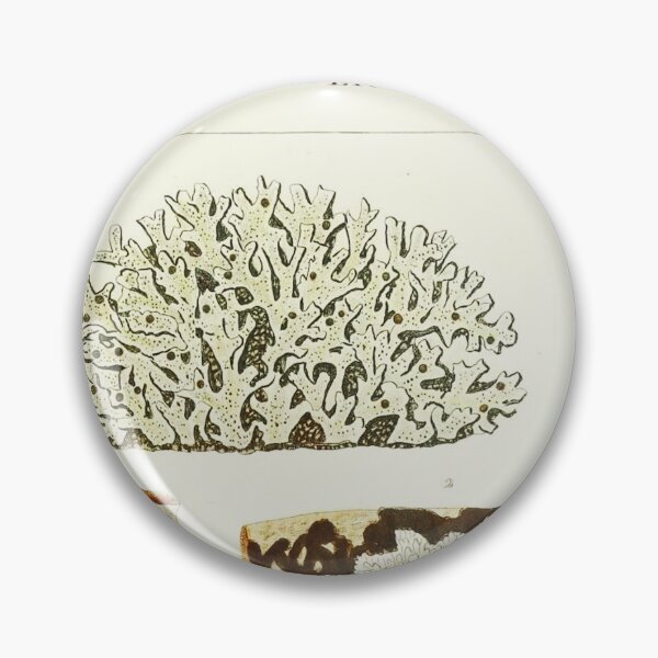 Item preview, Lichen 2 - Essai sur les cryptogames - Botanical Illustration designed and sold by chimakingthings.