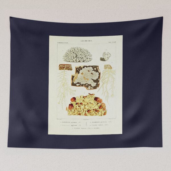 Item preview, Lichen 2 - Essai sur les cryptogames - Botanical Illustration designed and sold by chimakingthings.