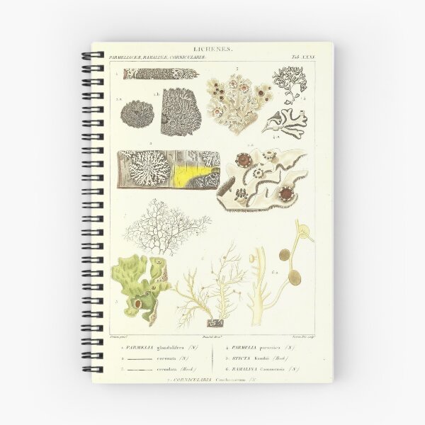 Item preview, Lichen  - Essai sur les cryptogames - Botanical Illustration designed and sold by chimakingthings.