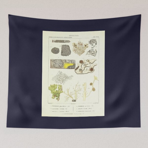 Item preview, Lichen  - Essai sur les cryptogames - Botanical Illustration designed and sold by chimakingthings.