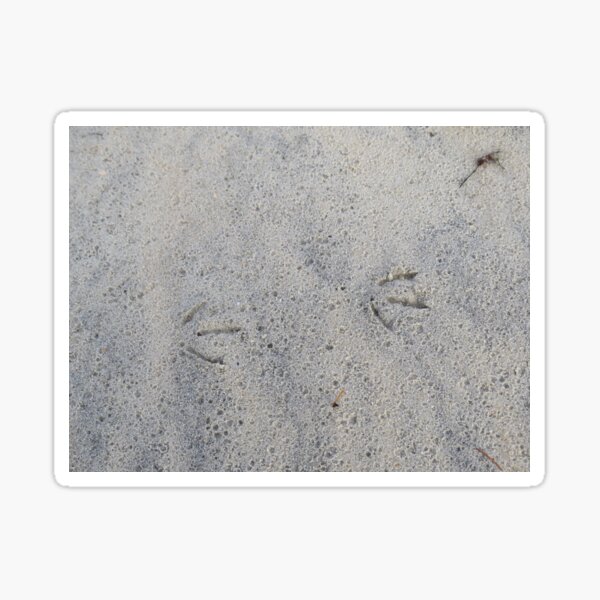 Item preview, Seagull footprints designed and sold by greentiger1.
