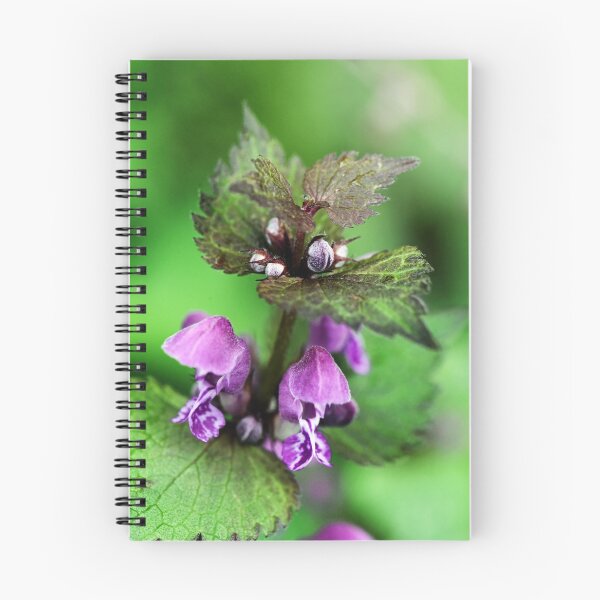 Item preview, Purple dead nettle designed and sold by ODENWALD-Natur.
