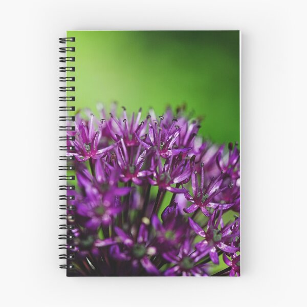 Item preview, Purple knapweed Centaurea designed and sold by ODENWALD-Natur.