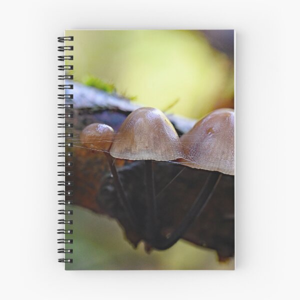Item preview, Mushrooms settle on the branch designed and sold by ODENWALD-Natur.