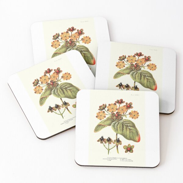 Item preview, Tutsan St. John's Wort - Plant-life - Botanical Illustration designed and sold by chimakingthings.