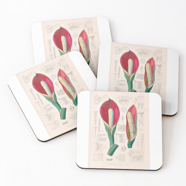 Item preview, Philodendron Speciosum - Icones Aroidearum - Botanical Illustration designed and sold by chimakingthings.