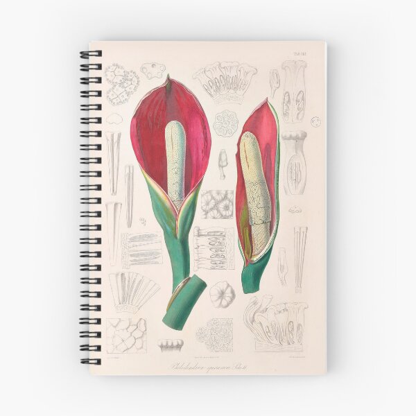Item preview, Philodendron Speciosum - Icones Aroidearum - Botanical Illustration designed and sold by chimakingthings.