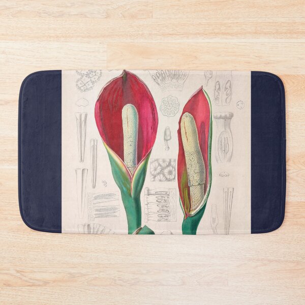 Item preview, Philodendron Speciosum - Icones Aroidearum - Botanical Illustration designed and sold by chimakingthings.