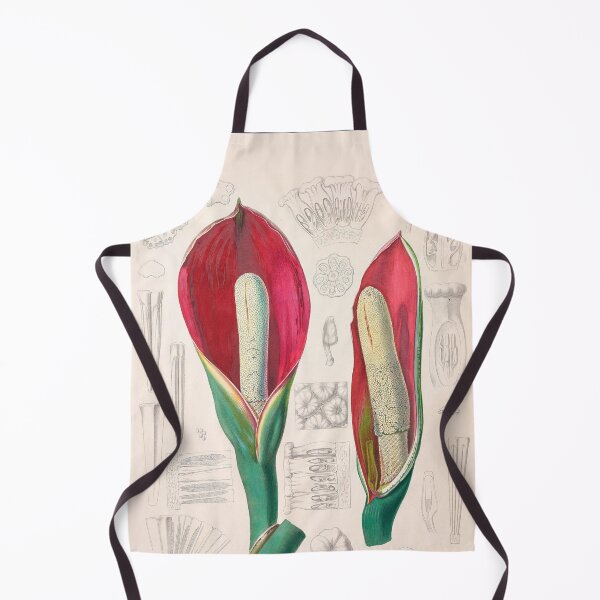 Item preview, Philodendron Speciosum - Icones Aroidearum - Botanical Illustration designed and sold by chimakingthings.