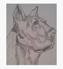 Great Dane Photographic Print