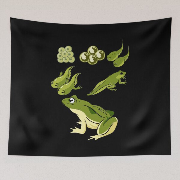 Item preview, Biology - Frog Lifecycle designed and sold by Britta75.