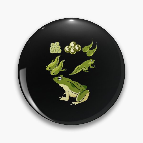 Item preview, Biology - Frog Lifecycle designed and sold by Britta75.