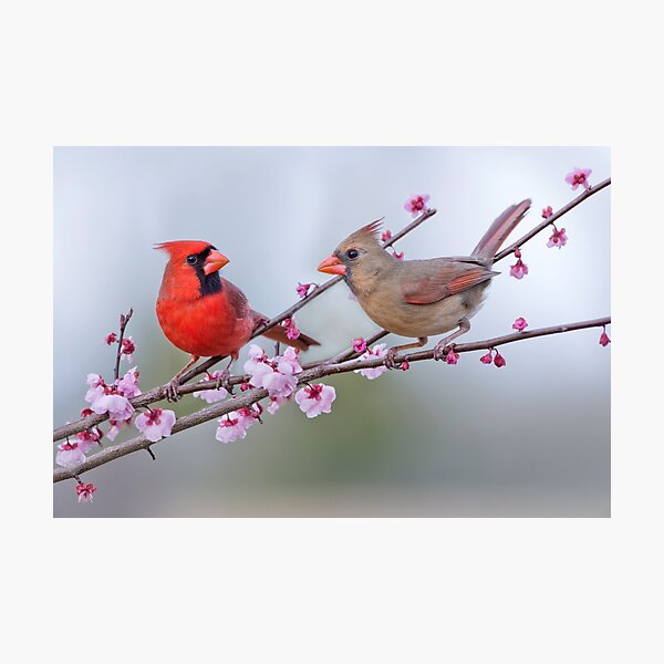 Cardinals on Blossoming Branches Photographic Print