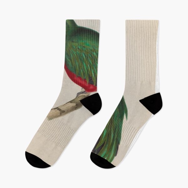 Item preview, Masked Trogon of South America designed and sold by laguitan10.