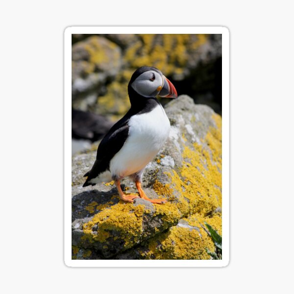 Item preview, On the Isle of Lunga designed and sold by Tom Page.