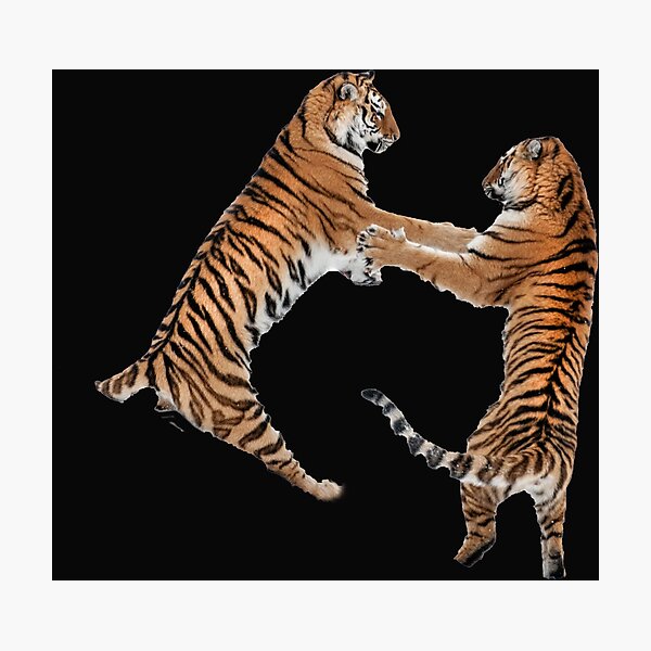 Item preview, Fighting tigers designed and sold by Ingo Gerlach.