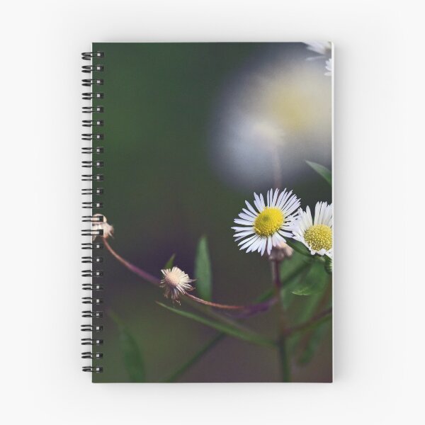 Item preview, Daisies in sunset designed and sold by ODENWALD-Natur.