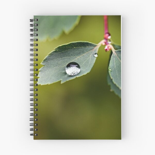 Item preview, Lotus effect in the Odenwald designed and sold by ODENWALD-Natur.