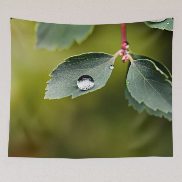 Item preview, Lotus effect in the Odenwald designed and sold by ODENWALD-Natur.