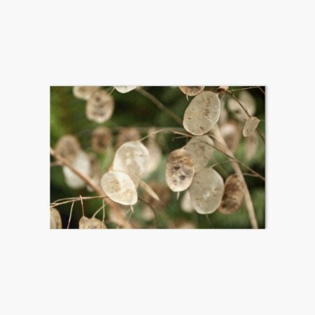 Item preview, Honesty seed pods at Viewfield designed and sold by Susan Henry.