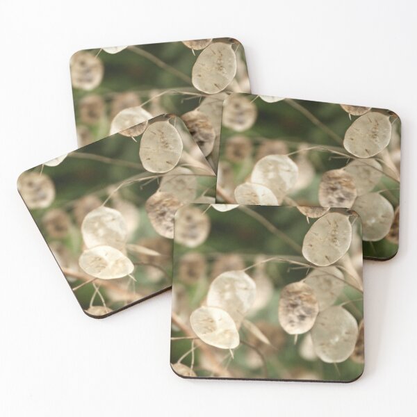Item preview, Honesty seed pods at Viewfield designed and sold by Susan Henry.