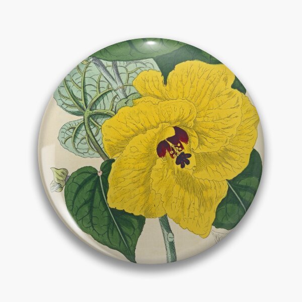 Item preview, Sydenham Edwards' Yellow Hibiscus  designed and sold by Lloyd Library & Museum.