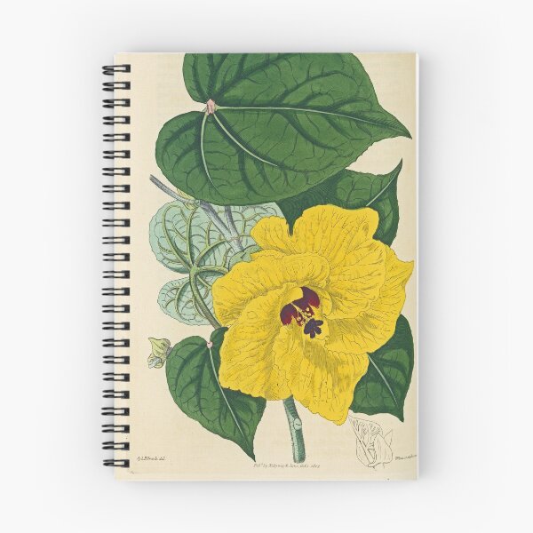 Item preview, Sydenham Edwards' Yellow Hibiscus  designed and sold by Lloyd Library & Museum.