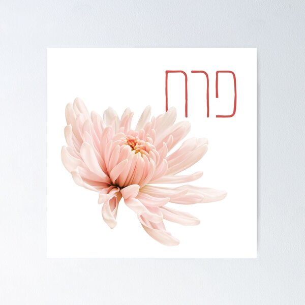 Item preview, Beautiful Flower Photo with Its Hebrew Name: Perach designed and sold by Amber Dove Studio.