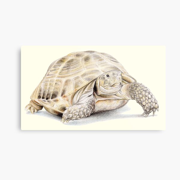 Item preview, Tortoise (light yellow) designed and sold by SandraWarmerdam.