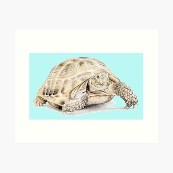 Item preview, Tortoise (light turquoise) designed and sold by SandraWarmerdam.