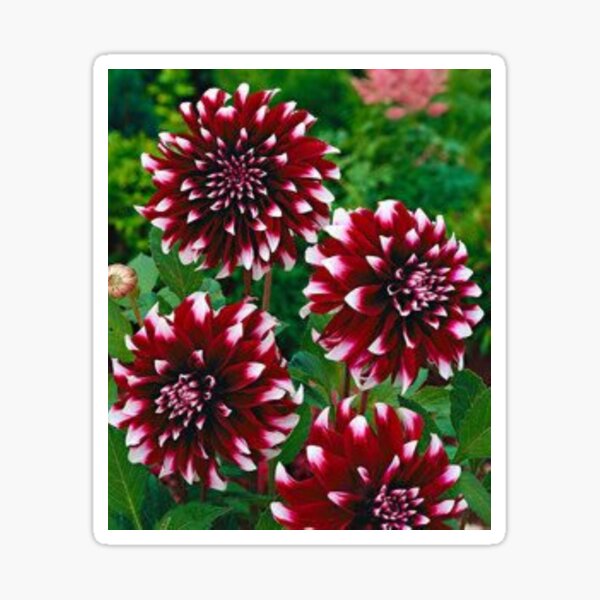Item preview, Nice dahlia flowers. designed and sold by Lan thi Nguyen.