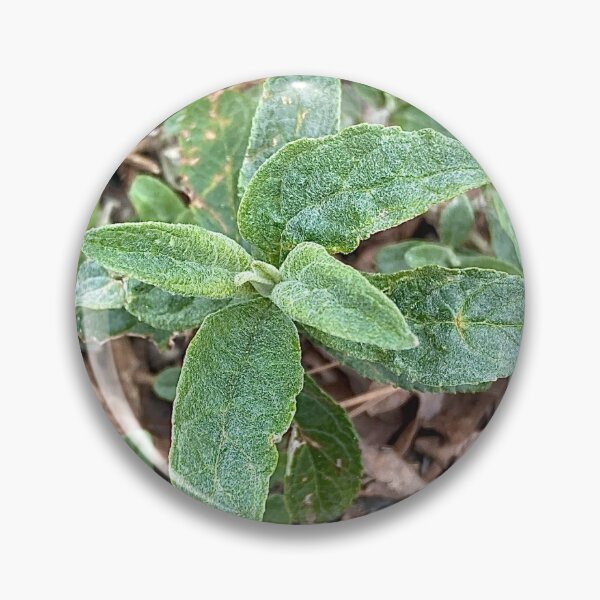 Item preview, Butterfly Bush Growing on The Road Side designed and sold by Max Kindly.